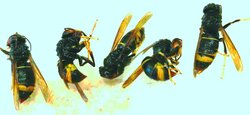 vespa-velutina-26726